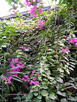 Bougainvillee - Bougainvillea spectabilis (fam Nyctaginacees) (00) (Photo F. Mrugala)